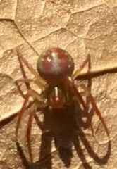 Araniella displicata