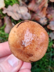 Suillus grevillei