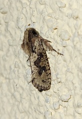Acrolophus walsinghami