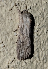 Spodoptera albula