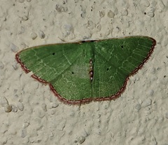 Nemoria lixaria