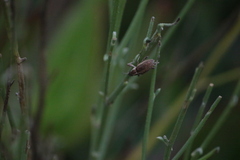 Charagmus gressorius