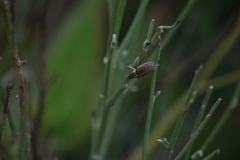 Charagmus gressorius