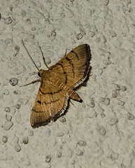 Omiodes indicata