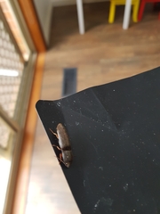 Conoderus