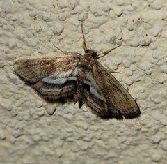 Parapoynx obscuralis