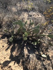 Opuntia littoralis
