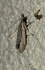 Coenochroa bipunctella