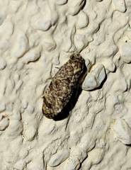 Cochylini