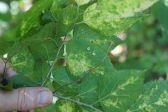 Pachypsylla celtidisasterisca