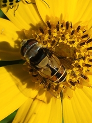 Palpada pusilla
