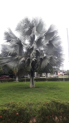 Bismarckia