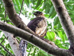 Micrastur semitorquatus