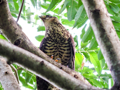 Micrastur semitorquatus