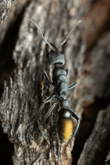 Myrmecia gilberti