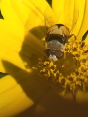 Palpada pusilla