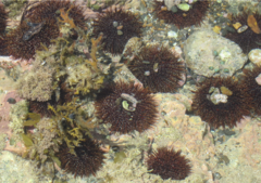 Evechinus chloroticus