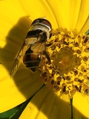 Palpada pusilla