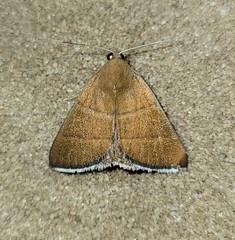 Argyrostrotis quadrifilaris