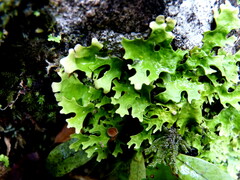 Pseudocyphellaria homoeophylla