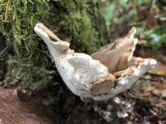 Jahnoporus hirtus