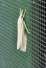 Xubida punctilineella