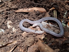 Amphisbaena darwinii