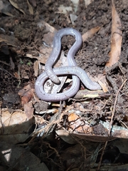 Amphisbaena darwinii