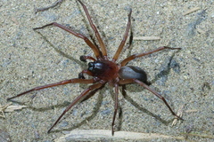Corinnidae