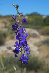 Delphinium parryi
