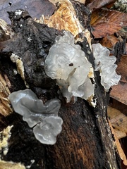 Tremella fuciformis