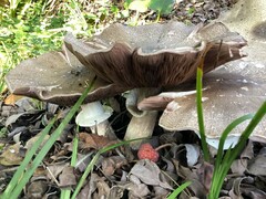 Agaricus deardorffensis