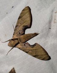 Protambulyx strigilis