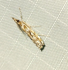 Prionapteryx serpentella