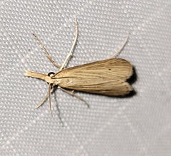 Donacaula