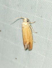 Eucosma floridana