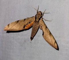 Protambulyx strigilis