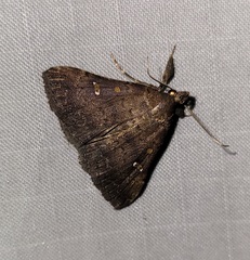 Hypenula cacuminalis