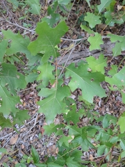 Quercus buckleyi