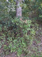 Quercus buckleyi