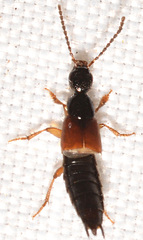 Philonthus rufulus