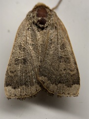 Abagrotis alternata