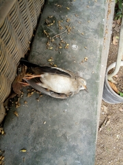 Columbina cruziana