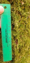 Porella platyphylla