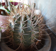 Melocactus azureus