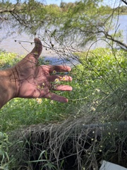 Chloracantha spinosa
