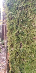Porella platyphylla