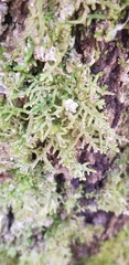 Porella platyphylla