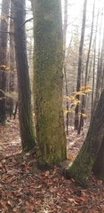 Porella platyphylla