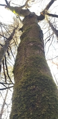 Porella platyphylla